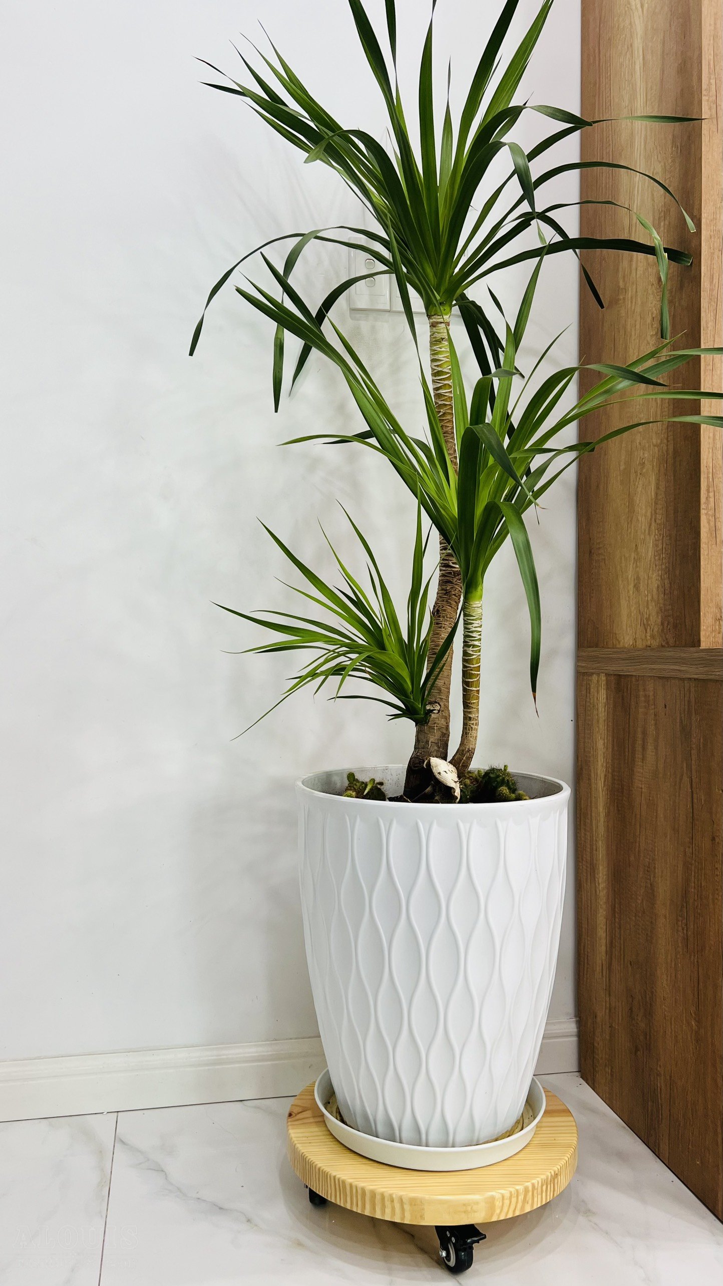 KHAY DE CHAU CAY VĂN PHONG -2