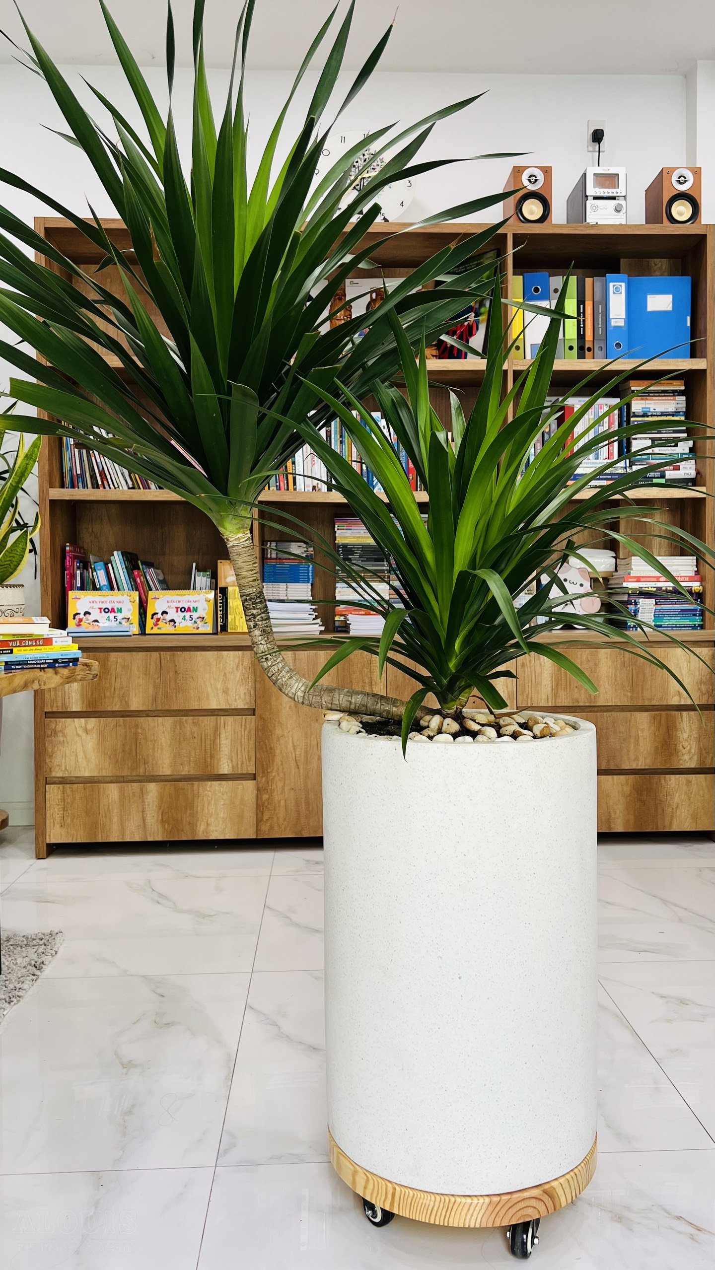 KHAY DE CHAU CAY VĂN PHONG -3